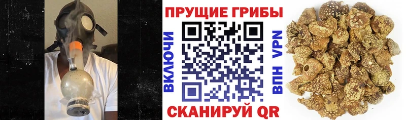 OMG   Солнечногорск  Галлюциногенные грибы MAGIC MUSHROOMS 